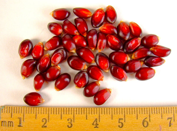 Strawberry Popcorn (Ornamental Corn) Seeds - For 2026 Planting Red