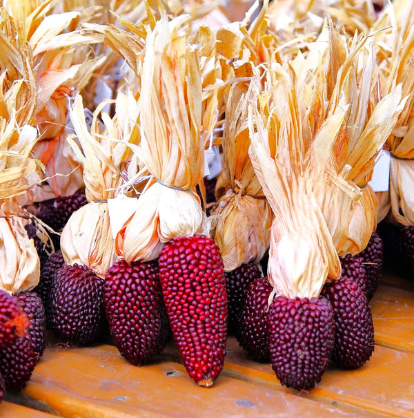 strawberry popcorn seed Strawberry Popcorn (Ornamental Corn) Seeds - For 2026 Planting Red