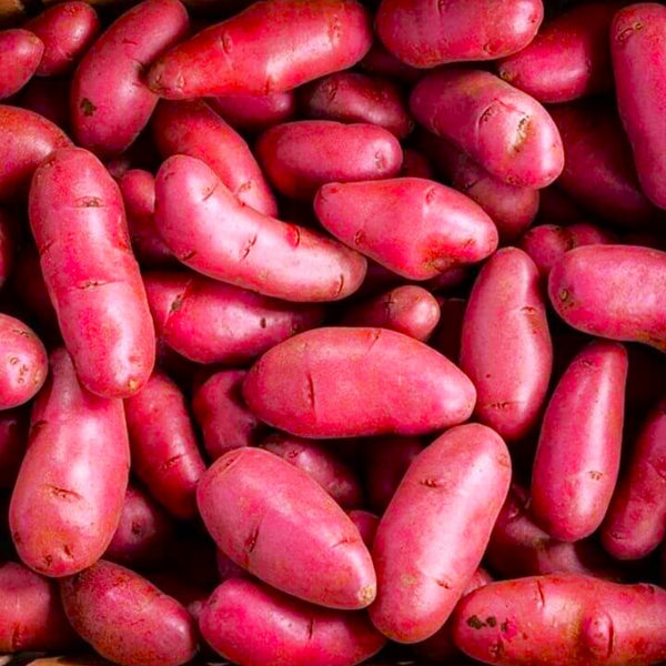 PRE-ORDER NOW! SHIPS MARCH 2024 - Red French Fingerling Seed Potatoes