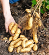 PRE-ORDER NOW! SHIPS MARCH 2024 - Banana Yellow Fingerling Seed Potatoes