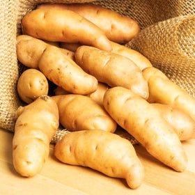 PRE-ORDER NOW! SHIPS MARCH 2025 - Banana Yellow Fingerling Seed Potatoes