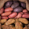 PRE-ORDER NOW! SHIPS MAY 2024 - American Flag Mix Seed Potatoes