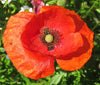 American Legion Poppy (Red Corn Poppy)