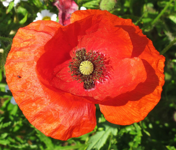 American Legion Poppy (Red Corn Poppy)