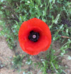 American Legion Poppy (Red Corn Poppy)