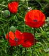 American Legion Poppy (Red Corn Poppy)