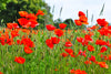 American Legion Poppy (Red Corn Poppy)