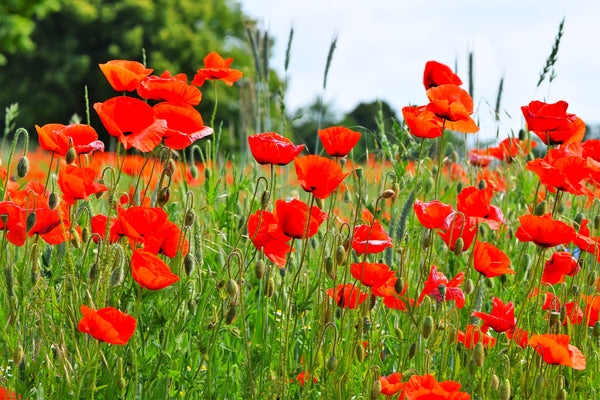 American Legion Poppy (Red Corn Poppy)