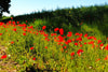 American Legion Poppy (Red Corn Poppy)