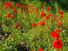 American Legion Poppy (Red Corn Poppy)