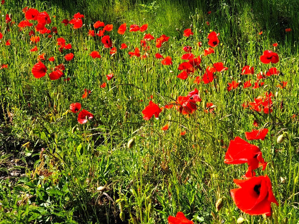 American Legion Poppy (Red Corn Poppy)