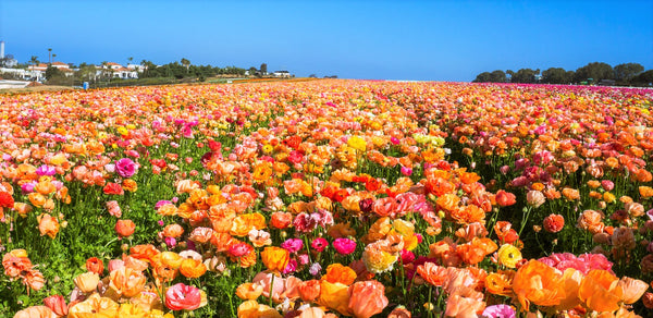 Ballerina Mix California Poppy Seeds – Eschscholzia – Vibrant Orange, Pink, Red, Yellow – Free Shipping