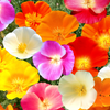 7 Colors Mix California Poppy