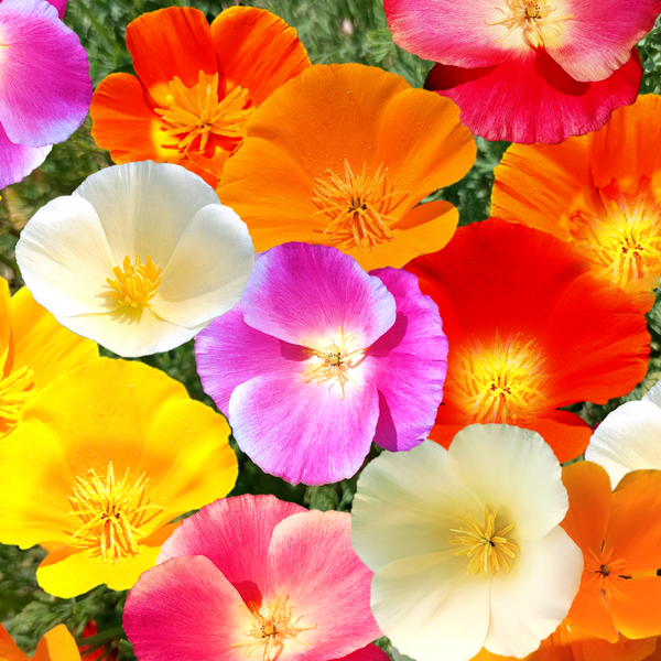 Block Color Poppy 7 Colors Mix California Poppy Seeds | Rainbow Poppies Mixed Colors ...