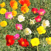7 Colors Mix California Poppy