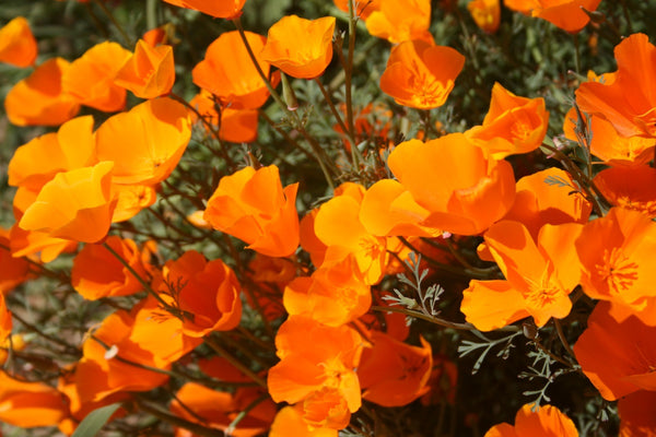Giant Orange California Poppy