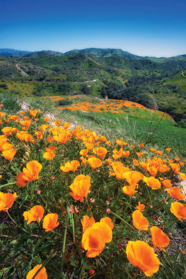 Giant Orange California Poppy
