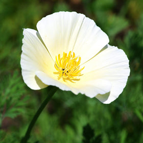 Ivory Castle California Poppy