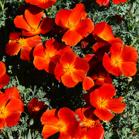 Red Chief California Poppy