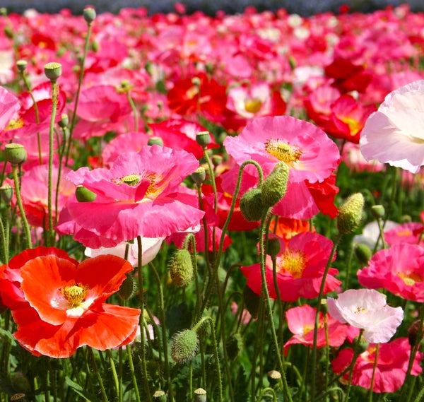 Single Mix Shirley Corn Poppy