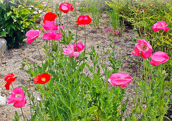 Single Mix Shirley Corn Poppy