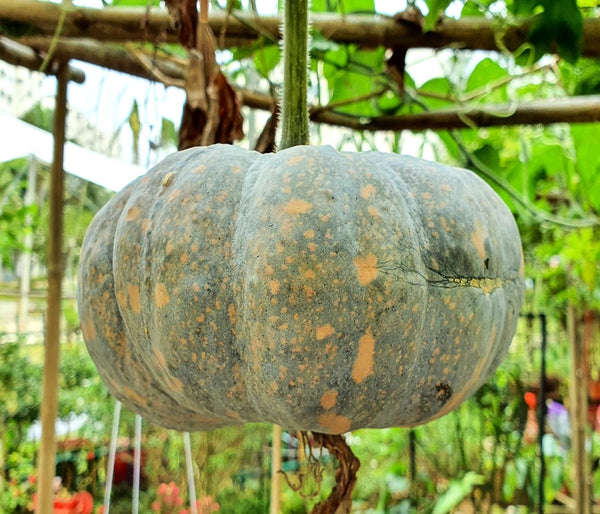 Iran Pumpkin (Persian Pumpkin)