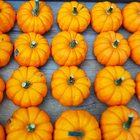 Munchkin Pumpkin