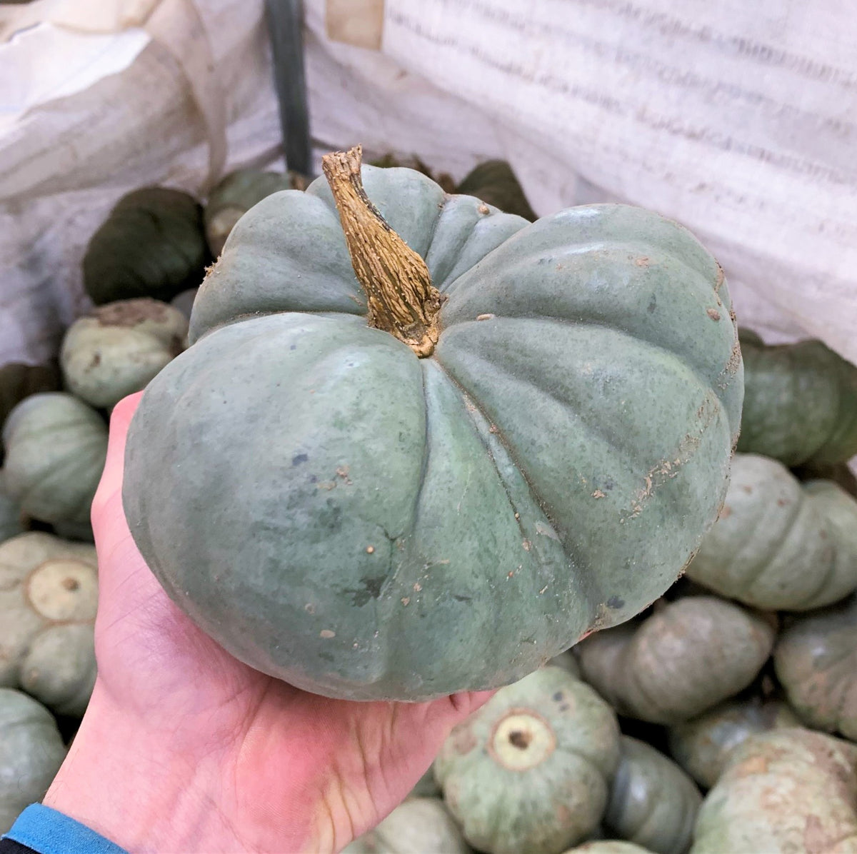 Triamble Blue Pumpkin Seeds Shamrock Winter Squash Australian Tri