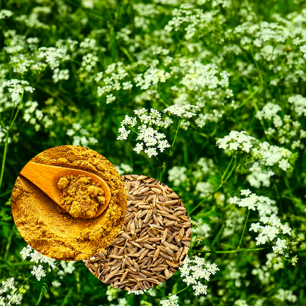 Cumin Seeds - For 2026 Planting Brown Jeera Zeera Rajasthan Gujurat