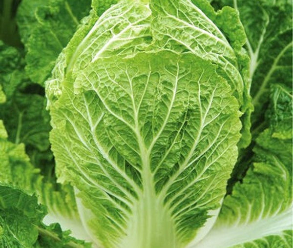 asian seeds for planting 10 Asian Vegetable Seeds Mix Seeds - For 2026 Planting Non-GMO