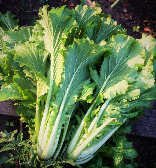asian seeds for garden 10 Asian Vegetable Seeds Mix Seeds - For 2026 Planting Non-GMO