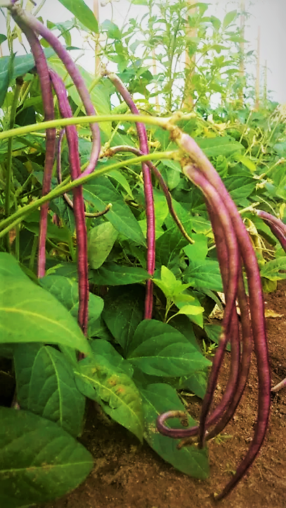 5 Colors Mix Yard Long Bean