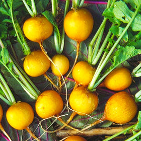 Golden Helios Radish