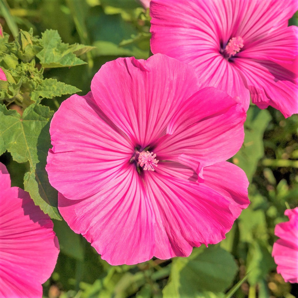 Pink Rose Mallow Seeds - For 2026 Planting Malva Trimestris Annual ...