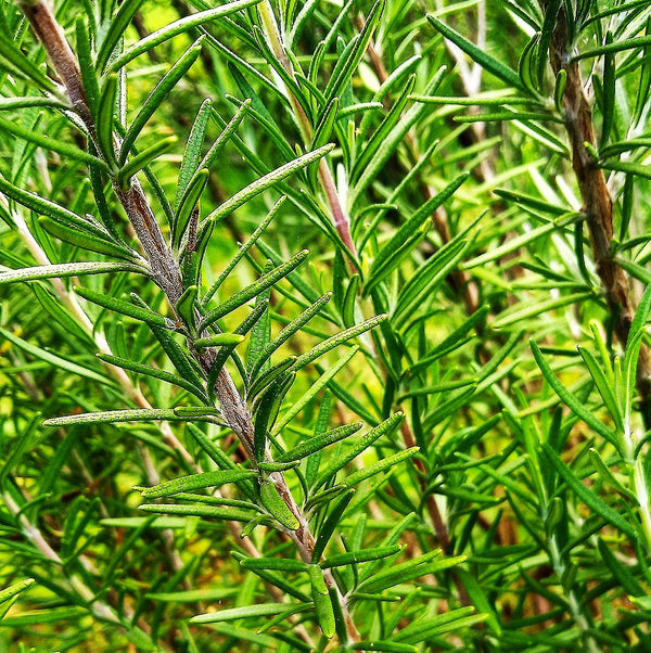online rosemary plant Rosemary Seeds - For 2026 Planting Blue Tuscan Perennial Herb Garden