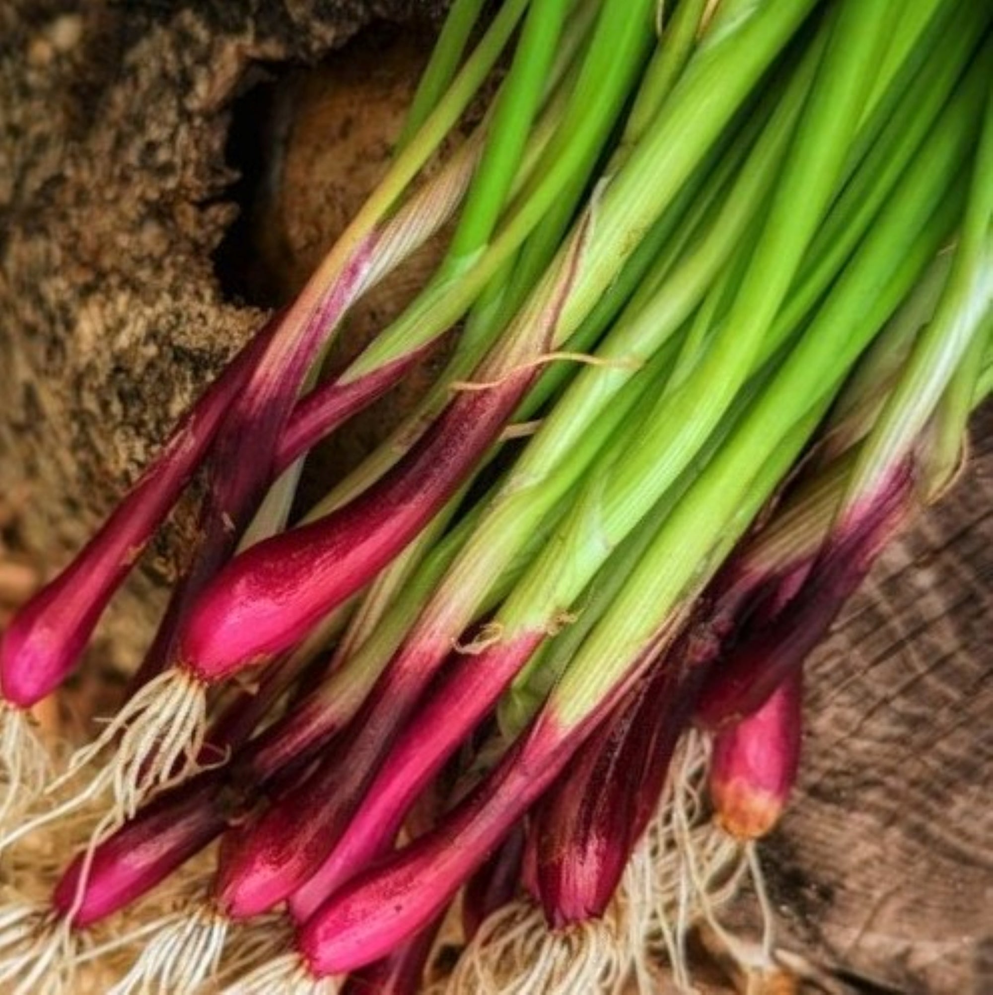 plant spring onion seeds Red Beard Spring Onion Seeds - For 2026 Planting Purple Scallion