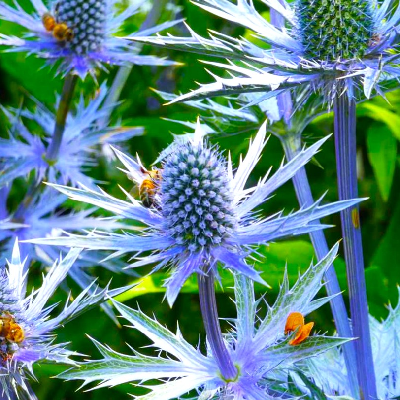 Sea Holly Seeds - For 2026 Planting Eryngium Blue Thistle Hollies