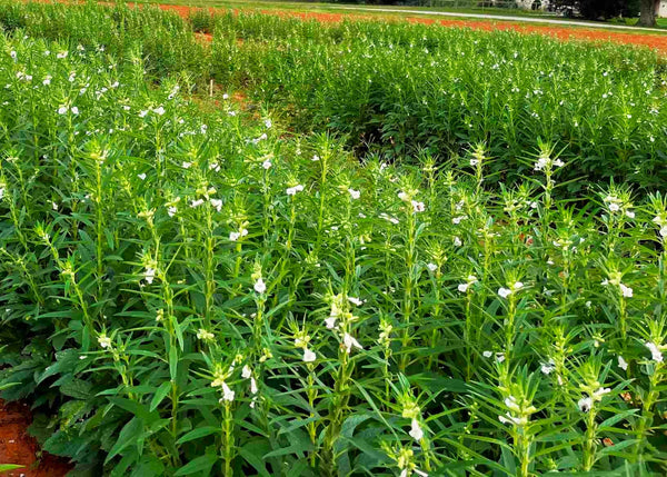 White Sesame Seeds - For 2026 Planting Benne Gingelly Til Simsim Ellu