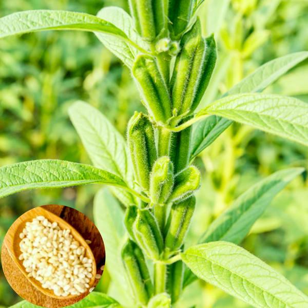 picture of a sesame seed plant White Sesame Seeds - For 2026 Planting Benne Gingelly Til Simsim Ellu