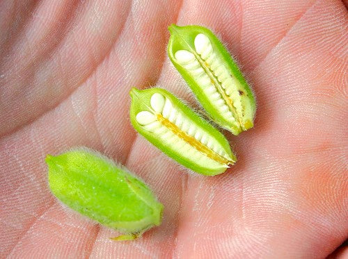 white sesame seeds plant White Sesame Seeds - For 2026 Planting Benne Gingelly Til Simsim Ellu