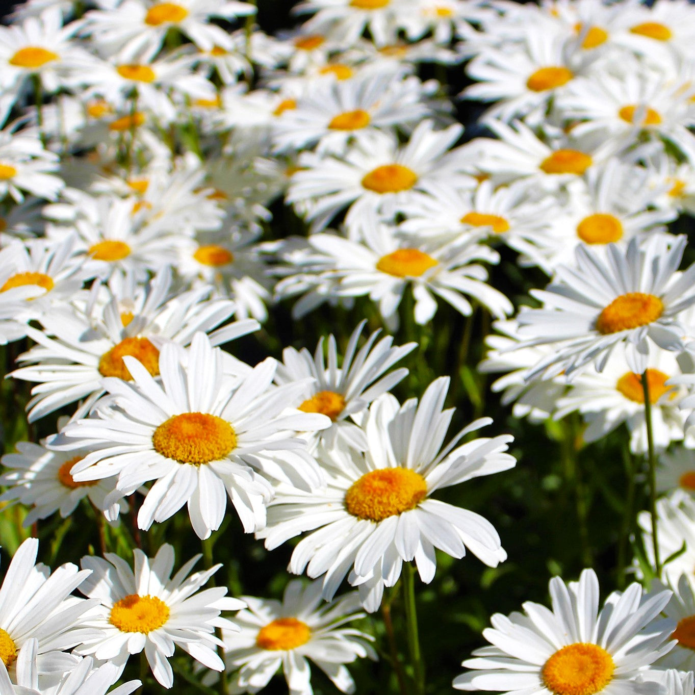 Shasta Daisy