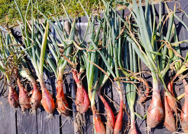 French Red Shallot Spring-Shipped Bulb Sets