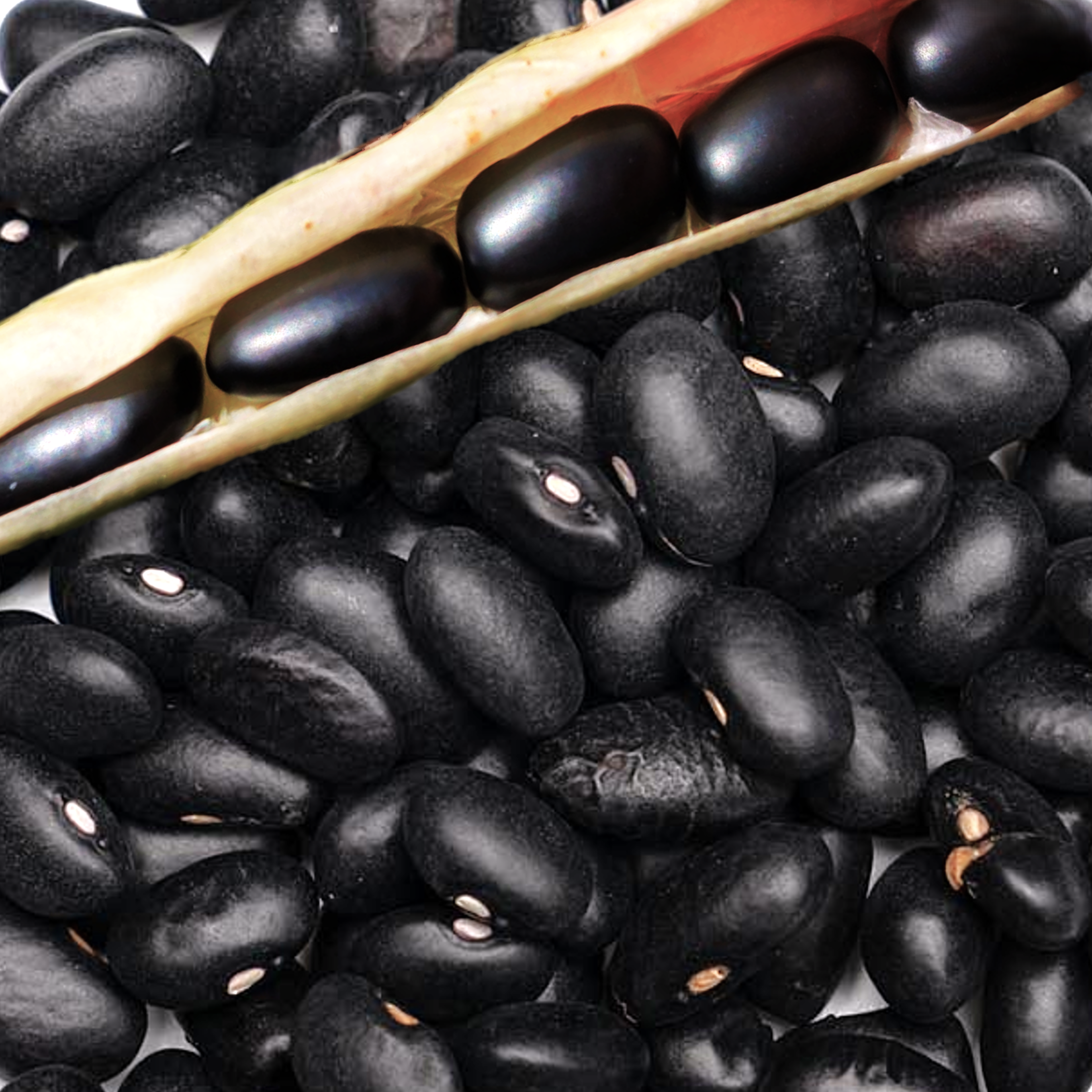 black bean seeds for planting Black Turtle Bean (Black Bean)