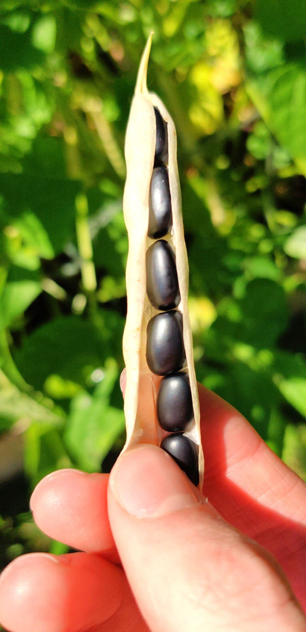 black bean seeds for planting Black Turtle Bean (Black Bean) Seeds - For 2026 Planting Black Turtle