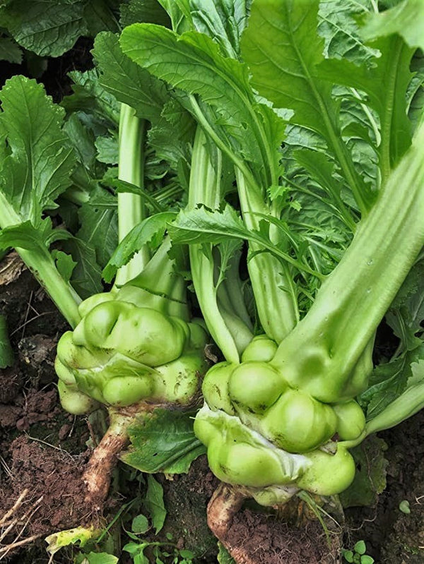 Chinese Stem Mustard Tuber