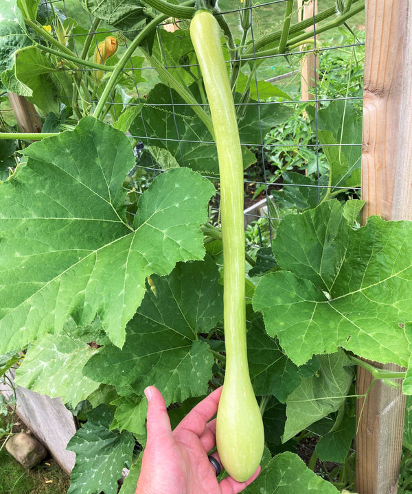 Tromboncino Squash Seeds Italian Zuchetta Rampicante Trombetta