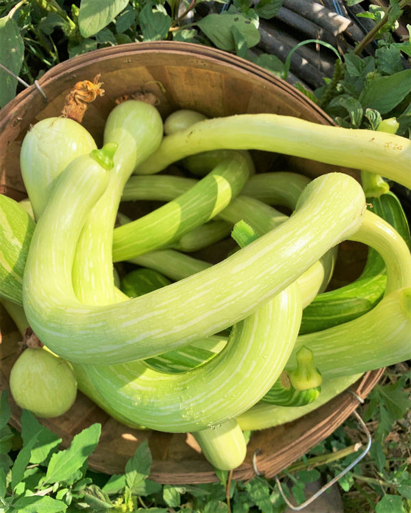 Tromboncino Squash Seeds Italian Zuchetta Rampicante Trombetta