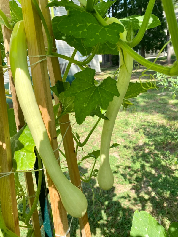 Tromboncino Squash Seeds Italian Zuchetta Rampicante Trombetta