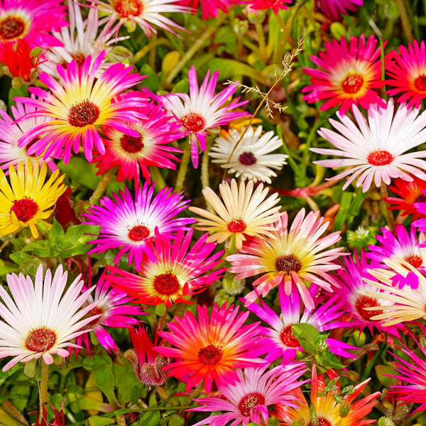 succulent daisy Pastel Mix Livingstone Daisy (Succulent) Seeds - For 2026 Planting