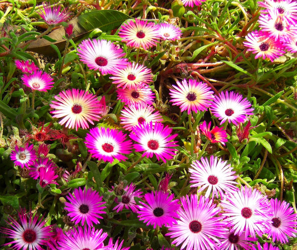 succulent daisy plant Pastel Mix Livingstone Daisy (Succulent) Seeds - For 2026 Planting
